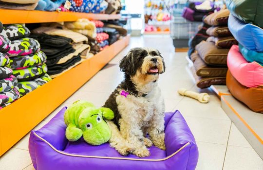 חנות למוצרי חיות2